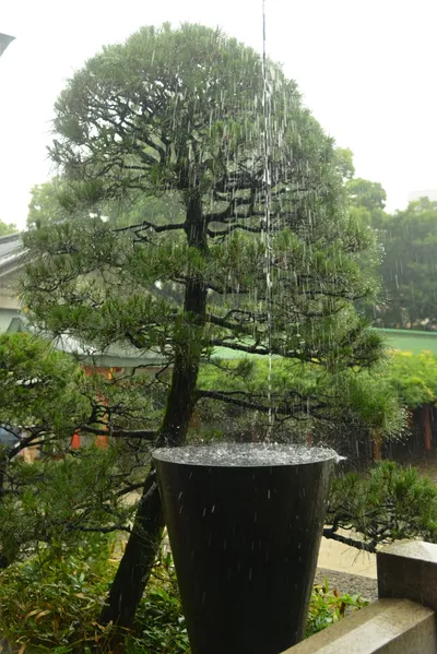 DSC_3196 (Large).JPG